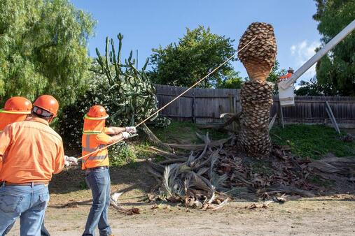 An image of Tree Removal in East Los Angeles CA