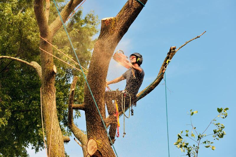 An image of Tree Removal Service in East Los Angeles CA
