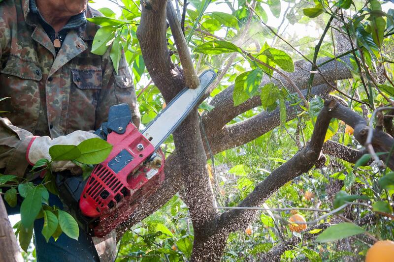 An image of Tree Trimming Service in East Los Angeles CA